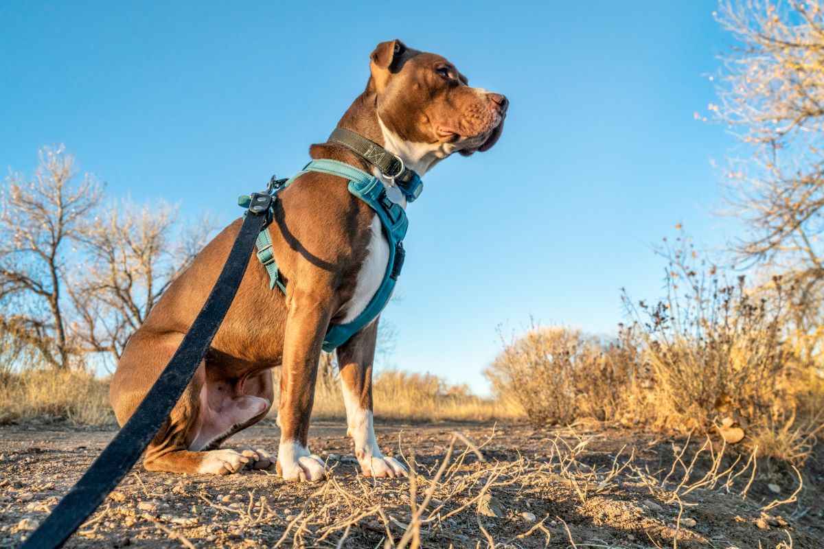 Cani: razze pericolose? Solo più impegnative