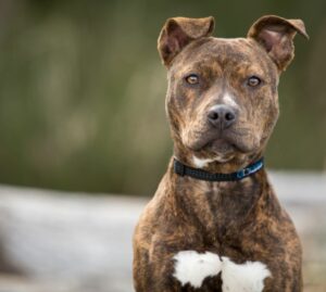 Cani pericolosi? Ci vuole il patentino