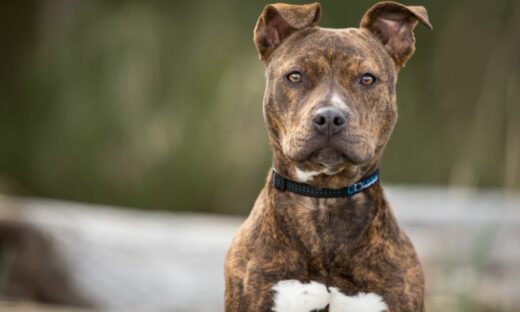 Cani pericolosi? Ci vuole il patentino