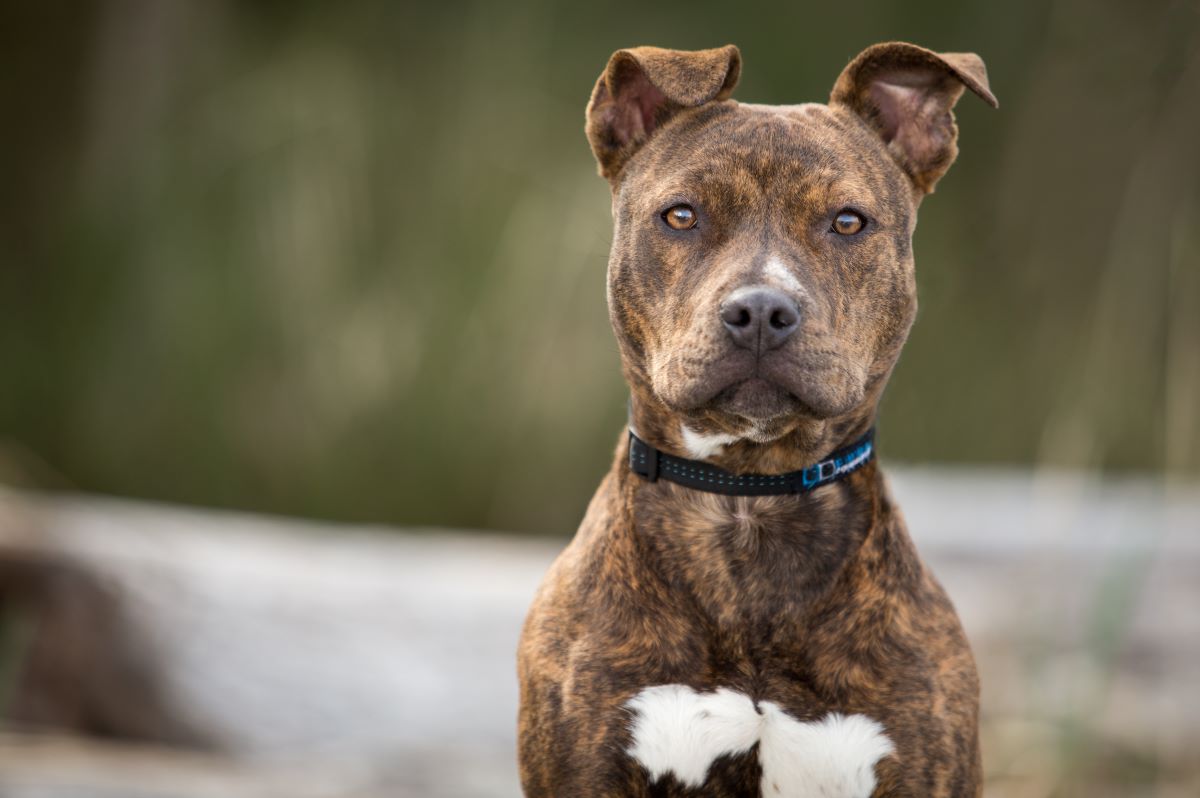 Cani pericolosi? Ci vuole il patentino