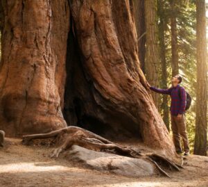 Alberi monumentali: sono oltre 250 le specie in Italia
