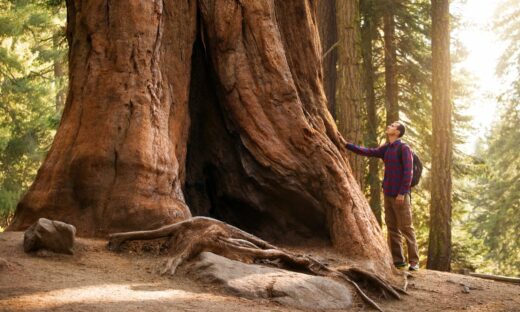 Alberi monumentali: sono oltre 250 le specie in Italia