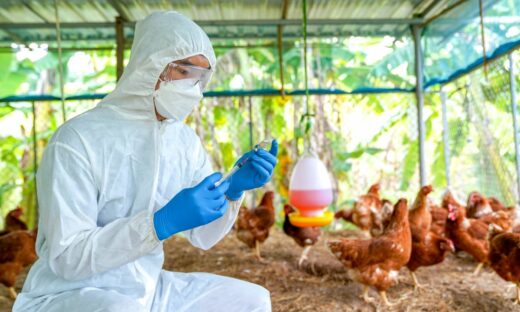 Aviaria: in arrivo 665 mila dosi di vaccino per allevatori e veterinari