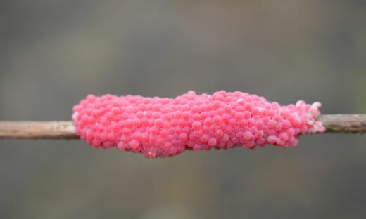 Lumaca mela: belle da vedere ma pericolose le sue uova rosa