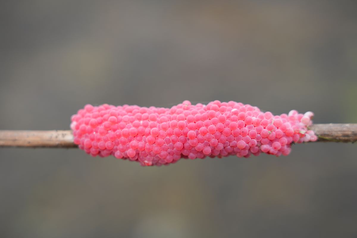 Lumaca mela: belle da vedere ma pericolose le sue uova rosa