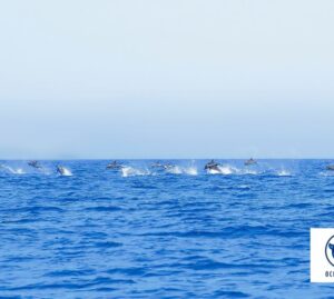 La danza di 200 delfini al largo di Ischia