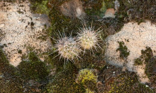 Identificato un muschio che potrebbe crescere su Marte