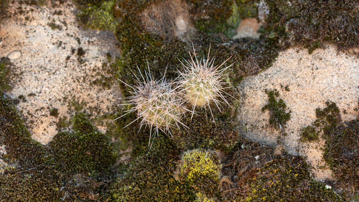 Identificato un muschio che potrebbe crescere su Marte