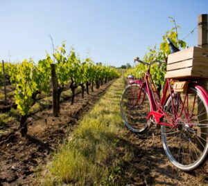 In bici tra vigneti, borghi e cantine