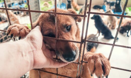 Abbandono degli animali d'estate: la piaga continua