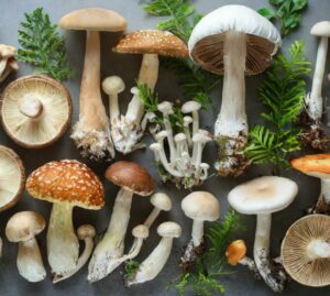 Allarme funghi velenosi: cresce il rischio nelle tavole italiane