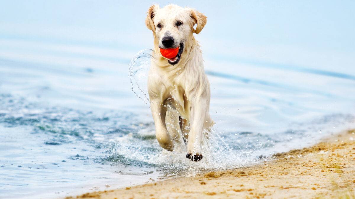 Il cane: da compagno di vita a eroe in divisa. Perché il 26 agosto è la sua giornata