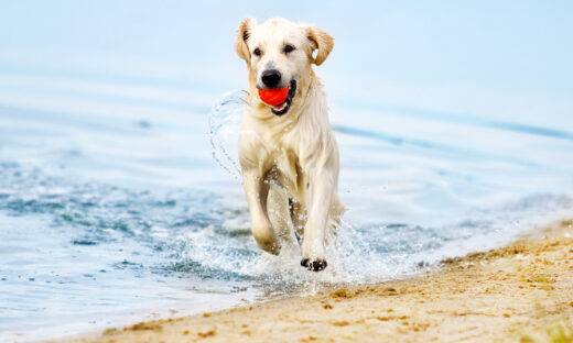 Il cane: da compagno di vita a eroe in divisa. Perché il 26 agosto è la sua giornata