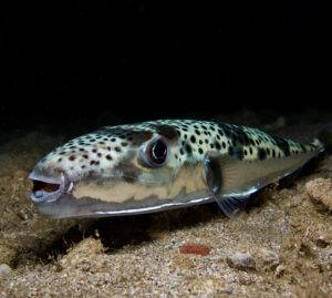 Il pesce palla argenteo minaccia l'Adriatico
