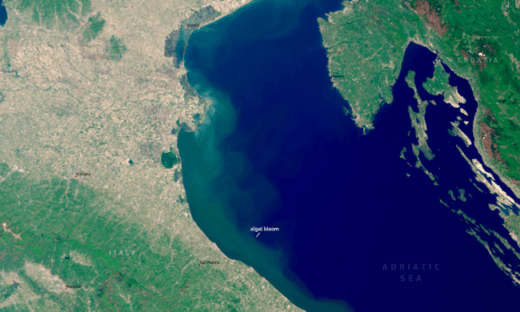 Il mare diventa verde: cosa sta succedendo all’Adriatico