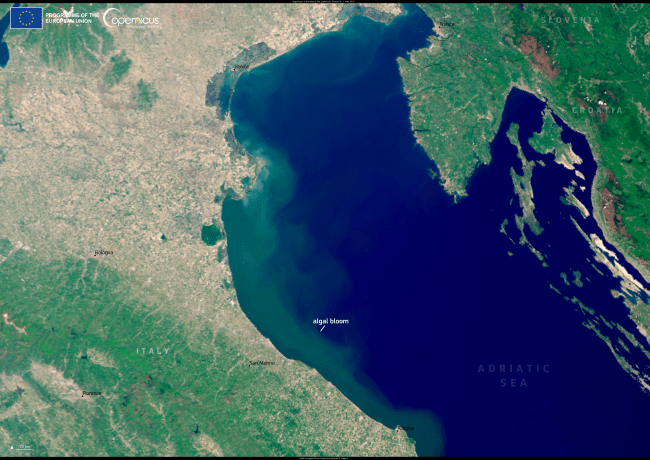 Il mare diventa verde: cosa sta succedendo all’Adriatico