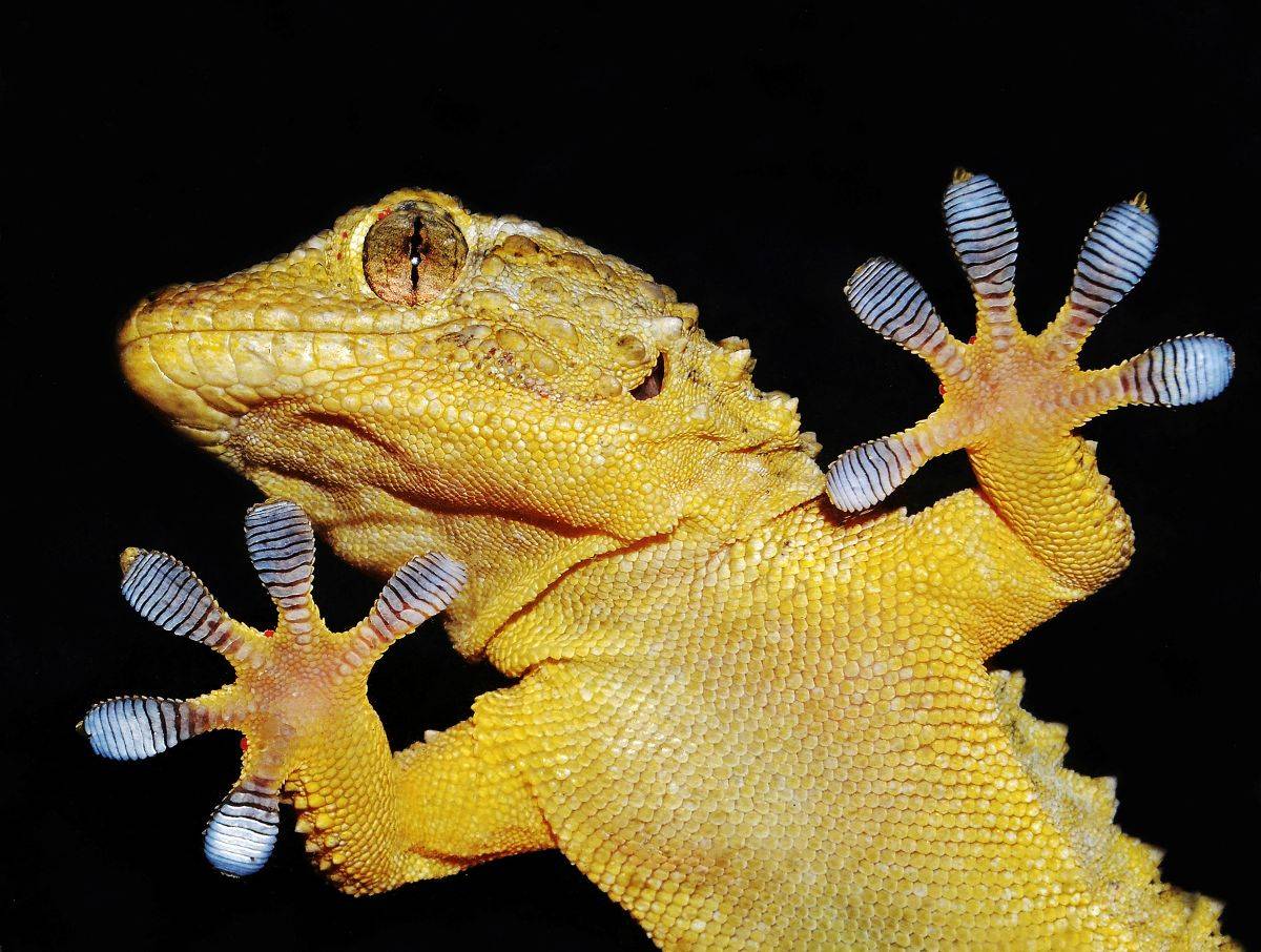 biomimesi