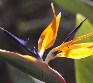 La biomimesi entra in classe: quando la Natura diventa maestra