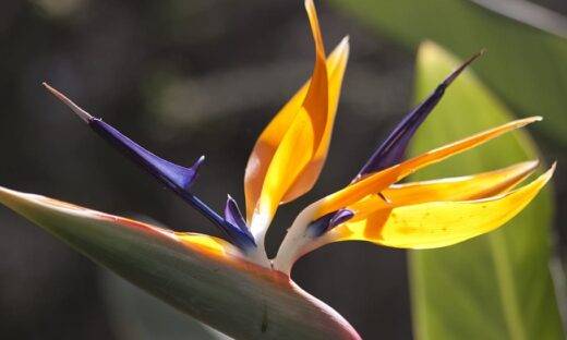 La biomimesi entra in classe: quando la Natura diventa maestra