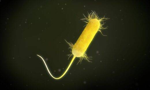 Occhio al batterio: si nutre di plastica e infetta i pazienti