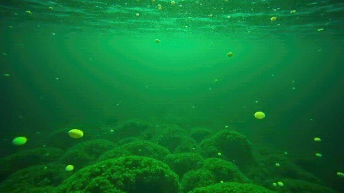 Il mare diventa verde: fare il bagno è sicuro?