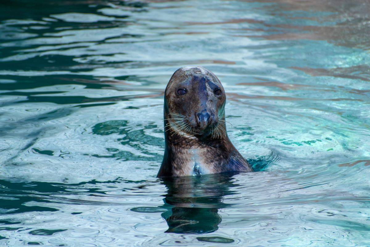 Nelle acque di Capri una presenza rara: la foca monaca