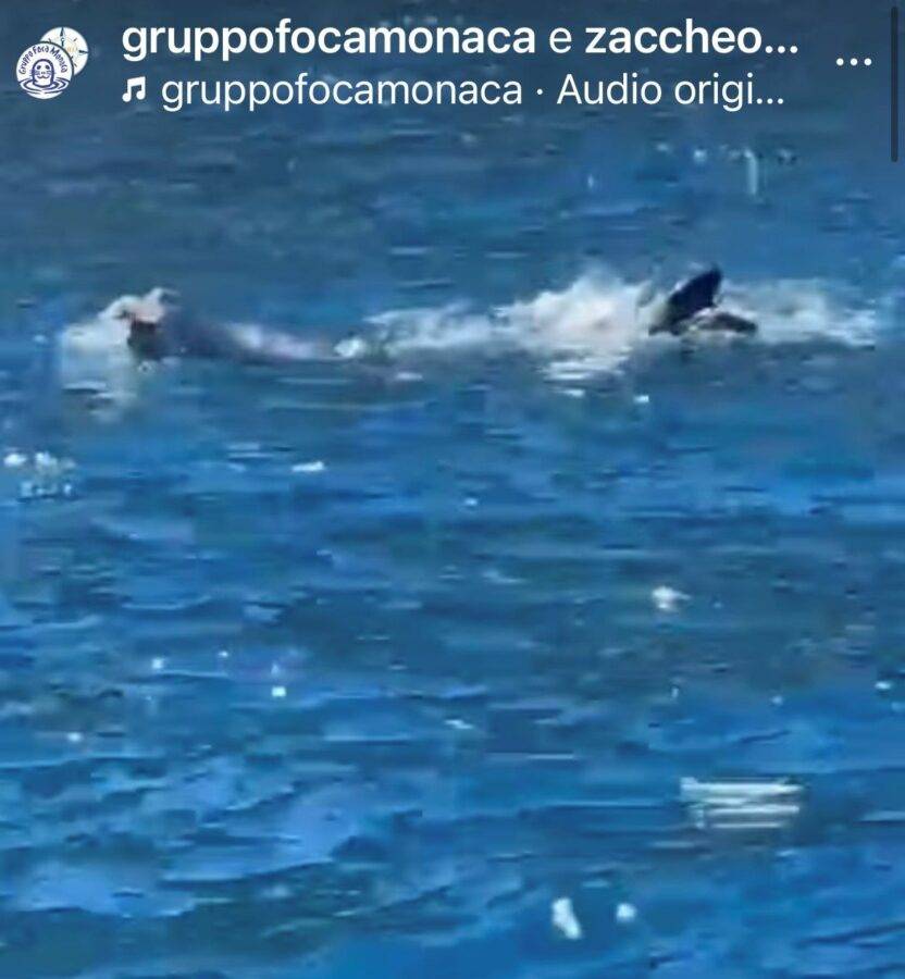 foca monaca