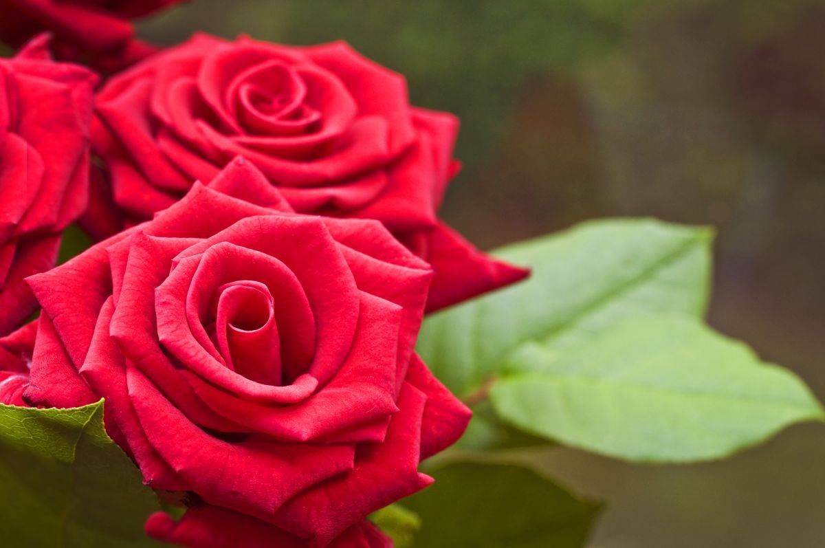 Il segreto delle rose: un trucco geometrico dietro la loro bellezza