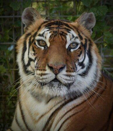 tigre