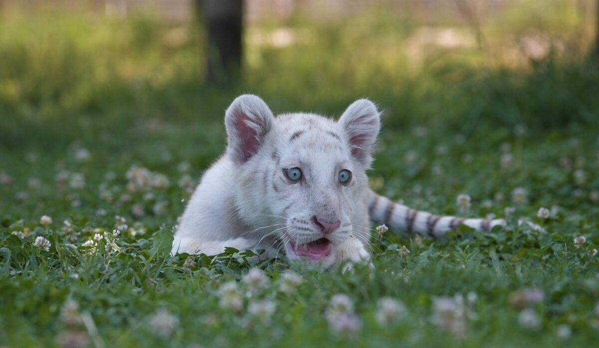 E’ veneta Sitarra, la prima tigre bianca snowhite femmina in Italia