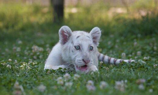 E’ veneta Sitarra, la prima tigre bianca snowhite femmina in Italia