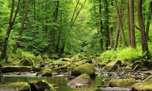 Le foreste non ci salvano più. Ora inquinano