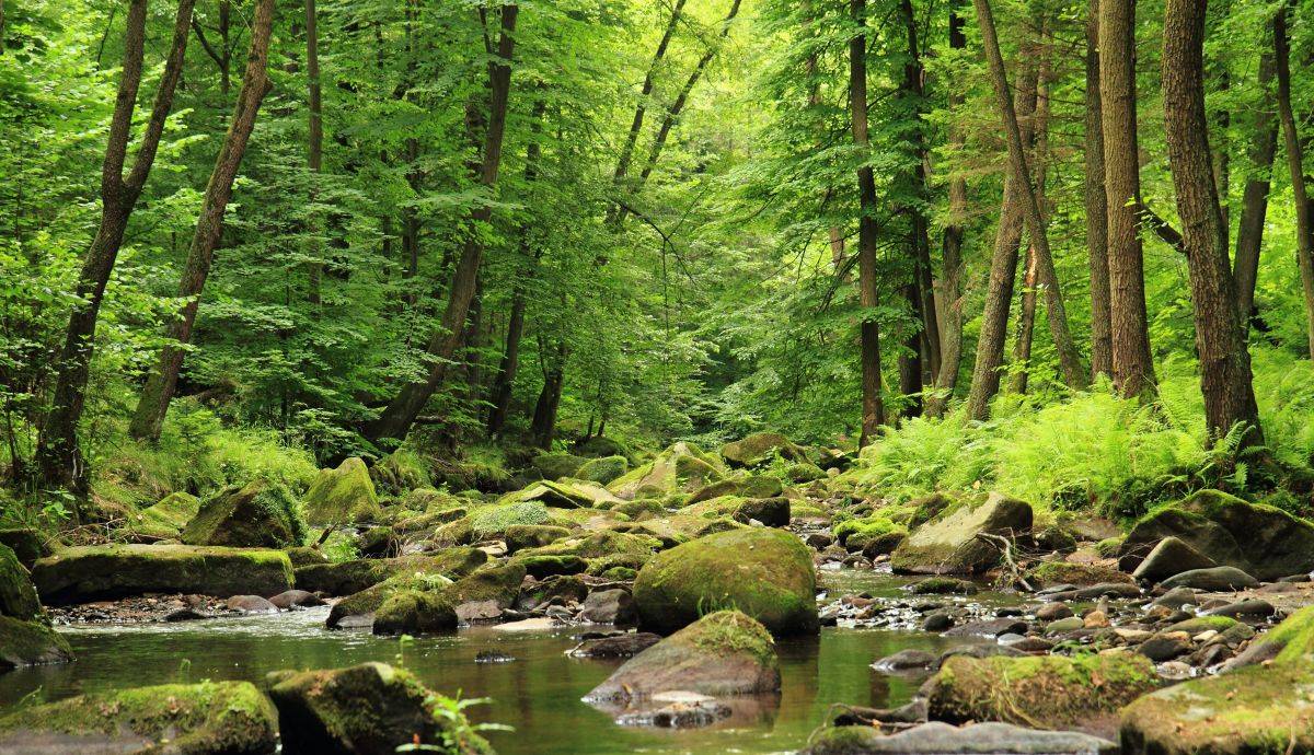 Le foreste non ci salvano più. Ora inquinano