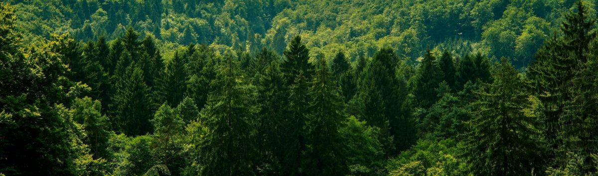 foreste