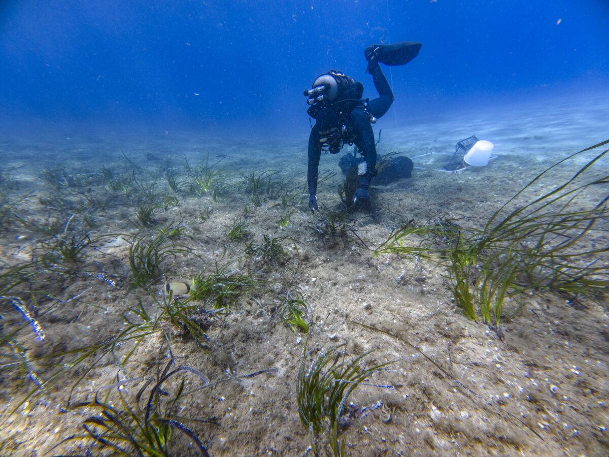 Posidonia: la pianta che salva l'ecosistema marino