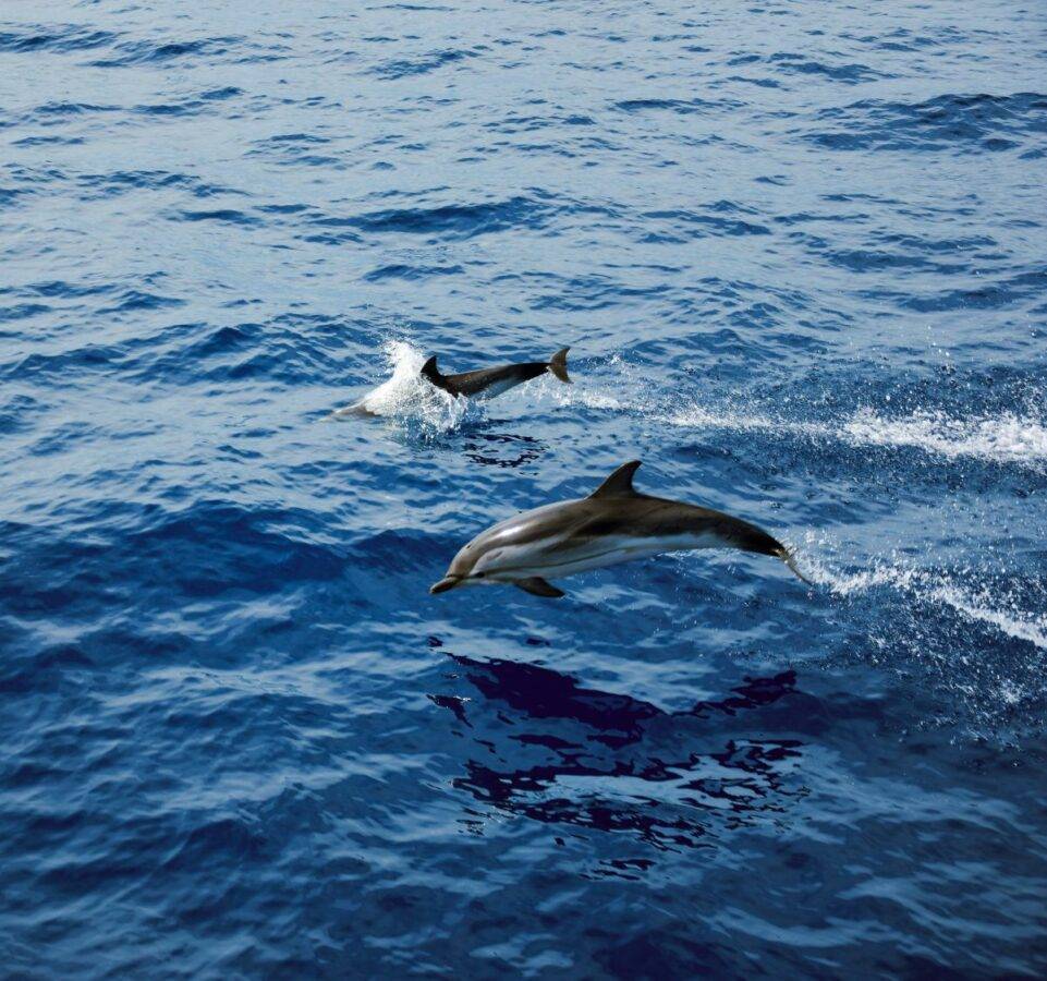 Delfini, balenottere, capodogli e tartarughe nei nostri mari
