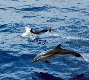 Delfini, balenottere, capodogli e tartarughe nei nostri mari