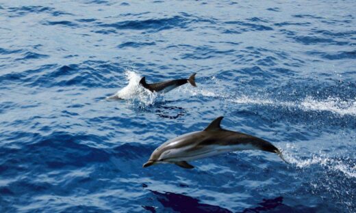 Delfini, balenottere, capodogli e tartarughe nei nostri mari