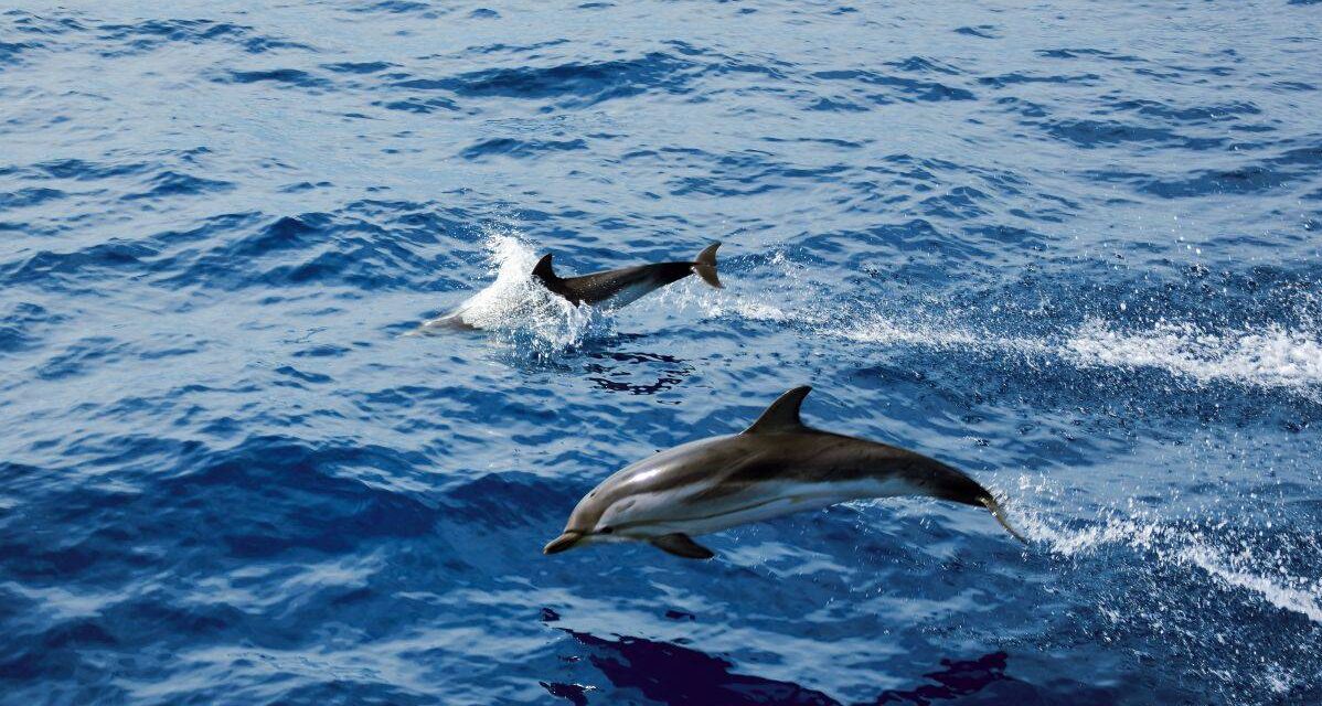 delfini