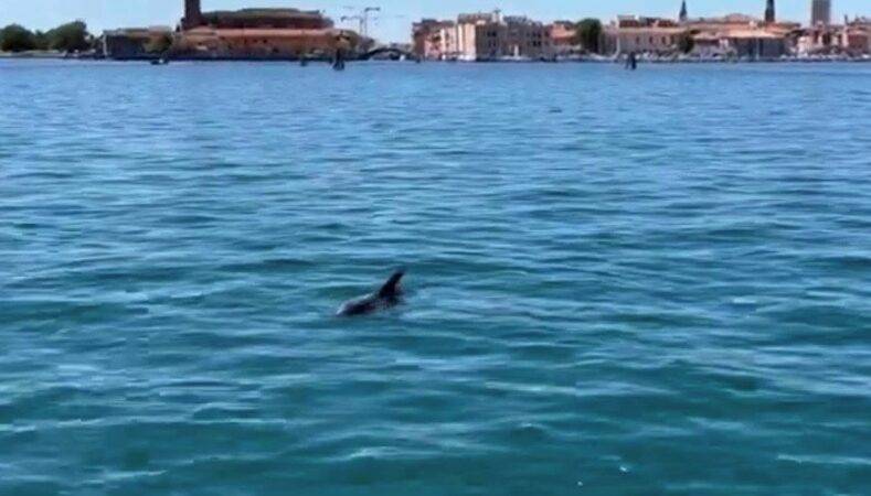delfini