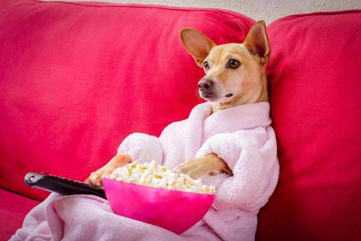 La tv a misura di cane: lo schermo rivela la loro personalità