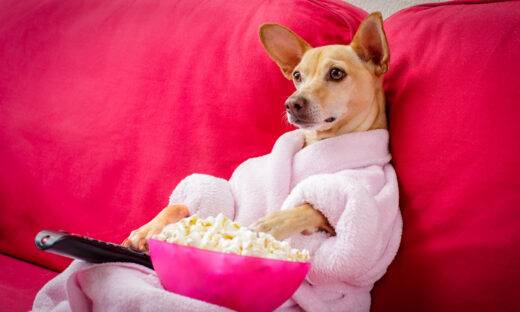 La tv a misura di cane: lo schermo rivela la loro personalità