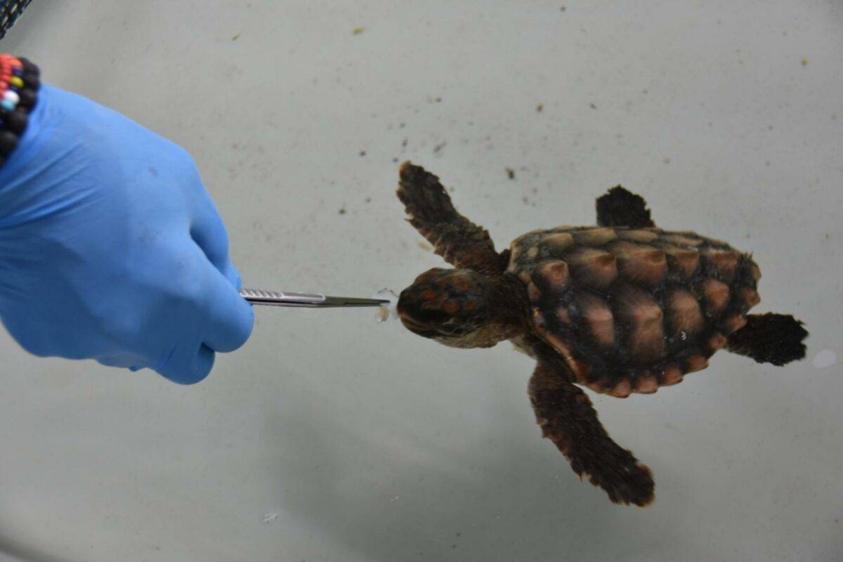 Serenity, la baby tartaruga che commuove Venezia