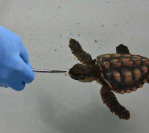 Serenity, la baby tartaruga che commuove Venezia