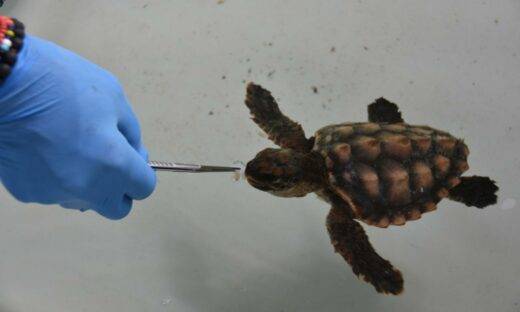Serenity, la baby tartaruga che commuove Venezia