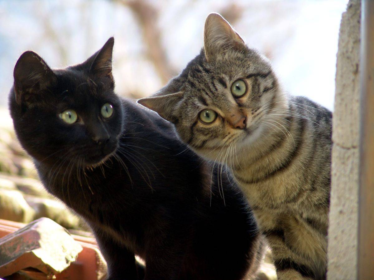 gatti