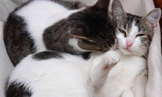 L’8 agosto dei gatti: più di un semplice miagolio