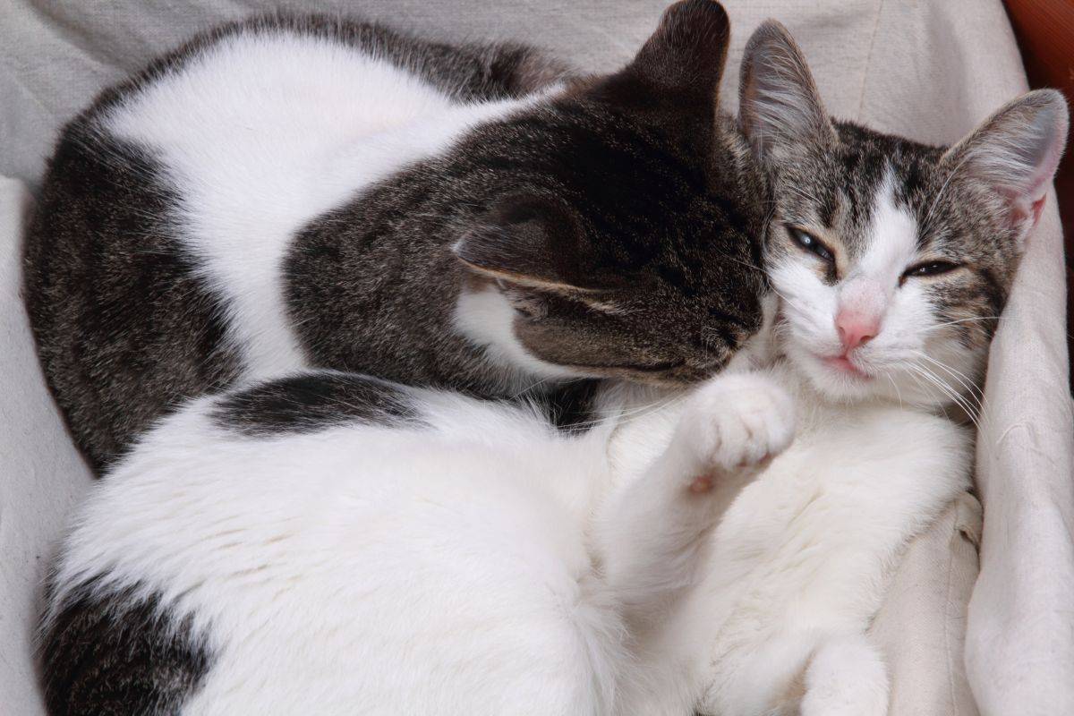 L’8 agosto dei gatti: più di un semplice miagolio