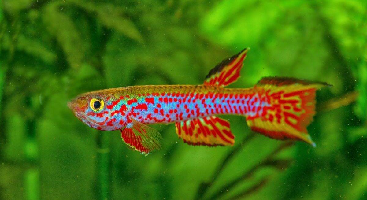 pesce