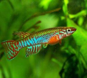 Il cervello invecchia perché si inceppa. Lo svela un piccolo pesce